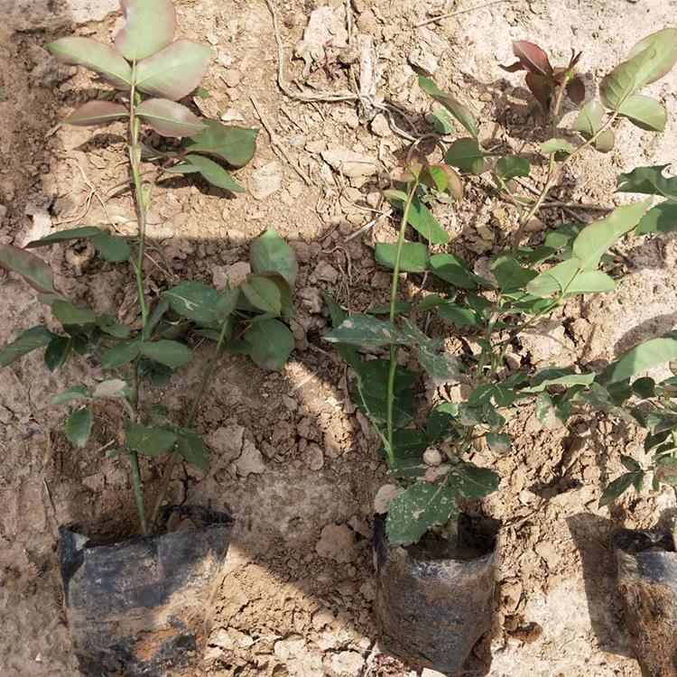 红帽月季批发价格 青州红帽月季种植基地_鑫国园林  红帽月季基地