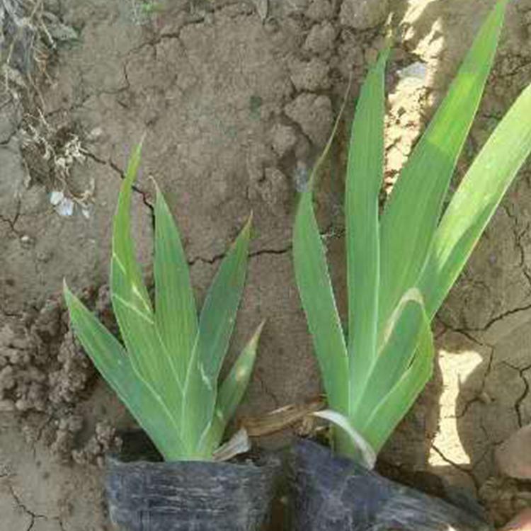 鸢尾种植基地 基地直销 青州鸢尾供应商