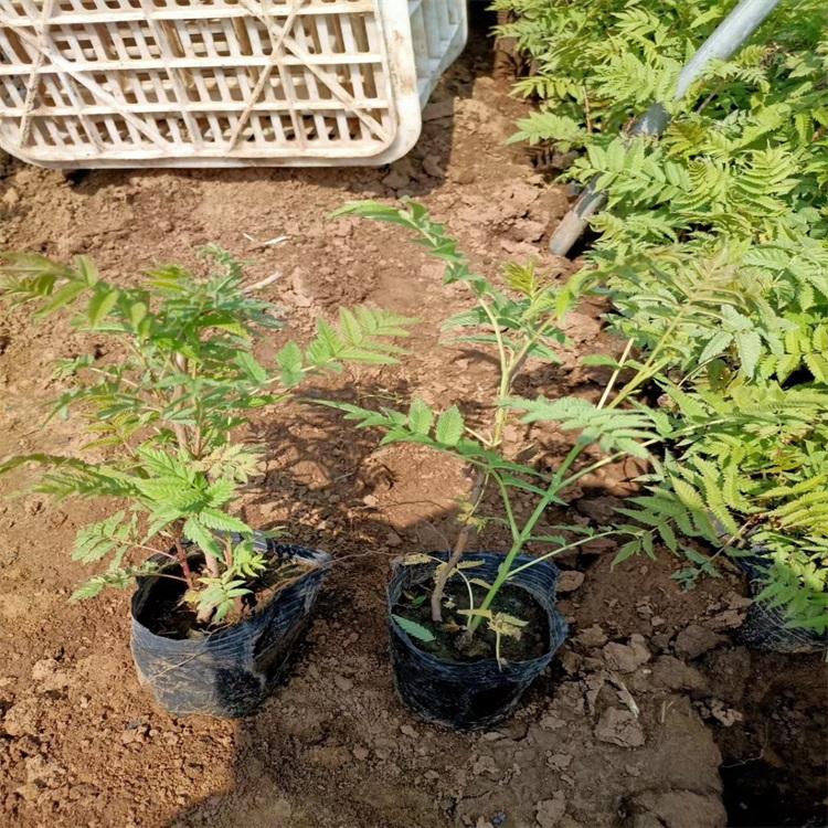 珍珠梅珍珠梅价格山东珍珠梅批发批售珍珠梅