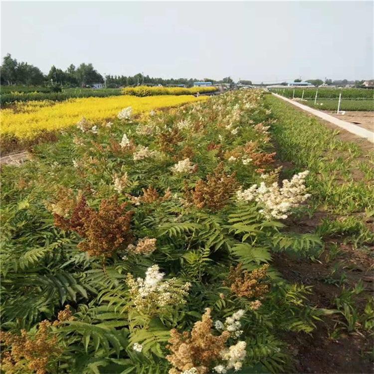 珍珠梅花期几月珍珠梅价格山东珍珠梅基地