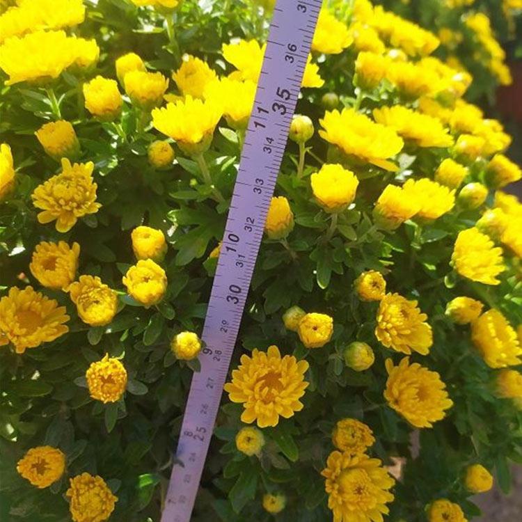 国庆菊价格 山东国庆菊小苗批发