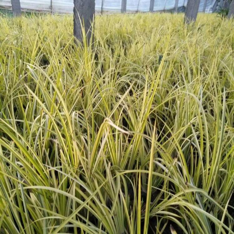 金叶石菖蒲市场价格 金叶石菖蒲批发 金叶石菖蒲出售
