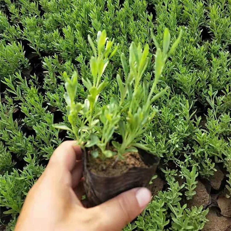 江瑞园艺薰衣草薰衣草价格青州薰衣草种植基地