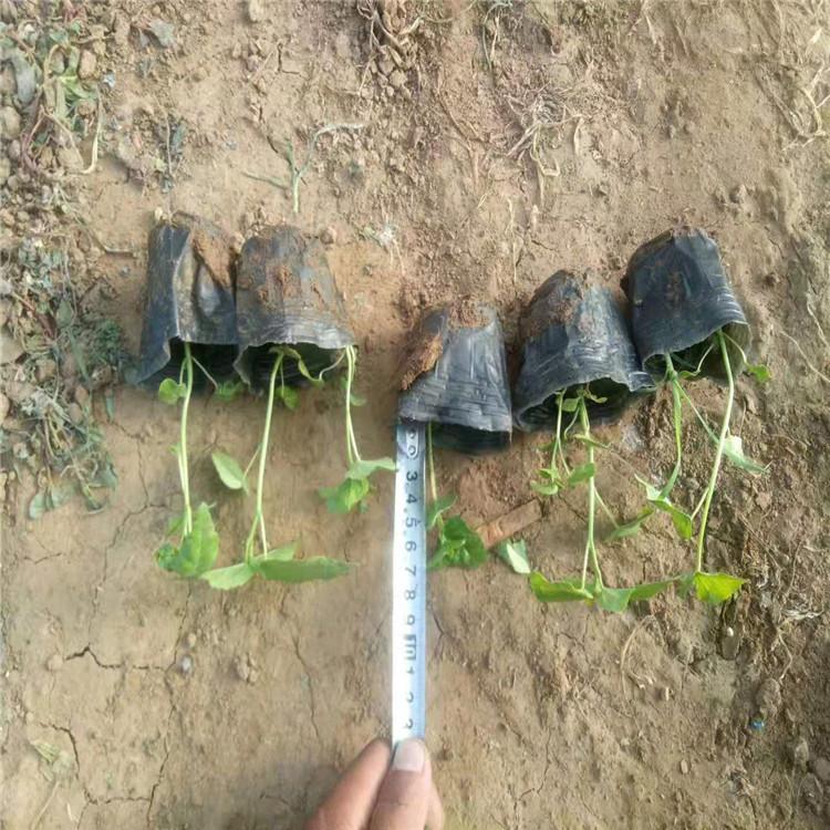 山东大花秋葵江瑞园艺大花秋葵批发商