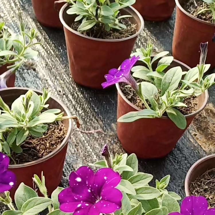 牵牛花 牵牛种植基地 多色进口牵牛花 绿化牵牛花 牵牛花报价