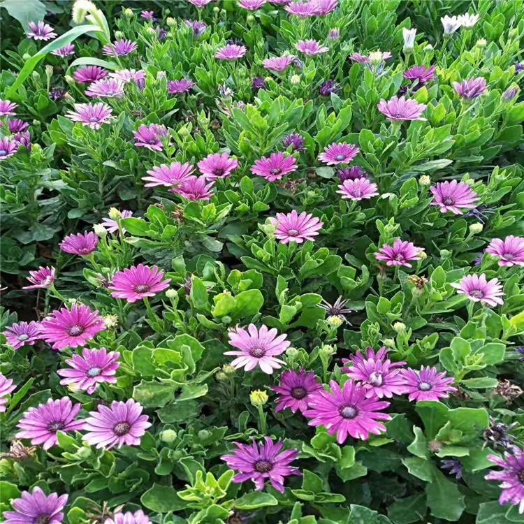 常见宿根花卉报价常见宿根花卉种植厂家常见宿根花卉品种大全详情致电【江瑞园艺】