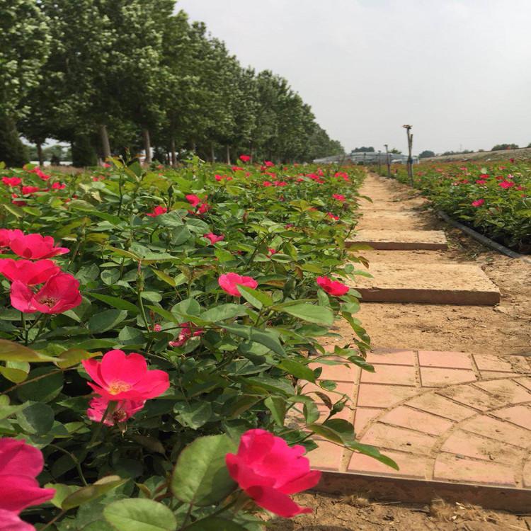基地直销丰花月季 丰花月季苗  月季苗 货源充足