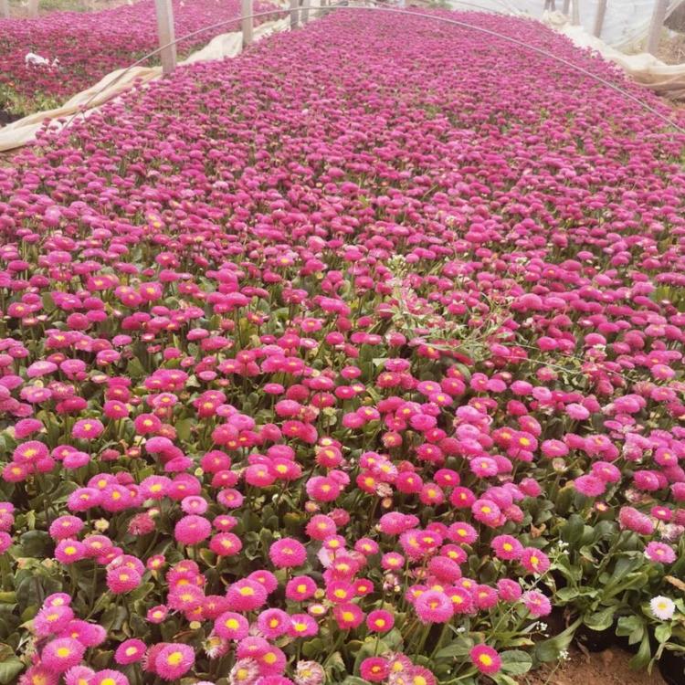 青州雏菊价格雏菊小苗盆栽雏菊