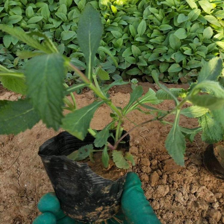 马鞭草 花蓝紫色 打造花海用多年生马鞭草小苗 优惠价格供应