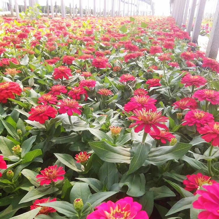百日草  宿根花卉百日草  百日草报价 量大价优