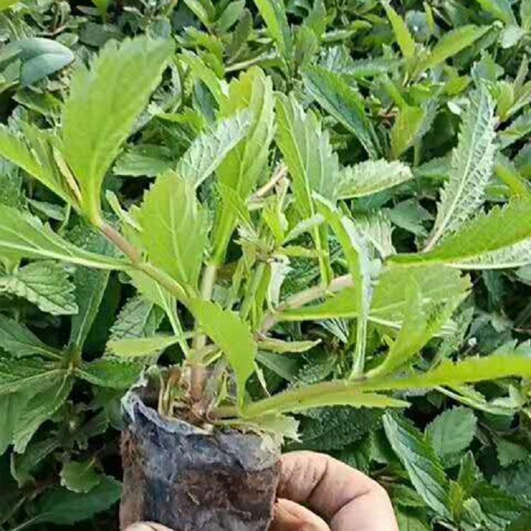 好苗预售马鞭草出售柳叶马鞭草小苗