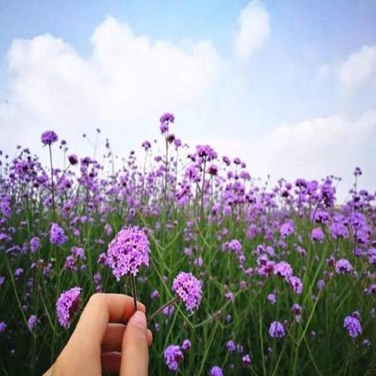 接受预定马鞭草出售柳叶马鞭草小苗