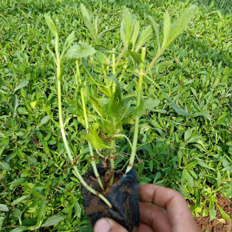 我苗圃批发马鞭草供应商柳叶马鞭草花海
