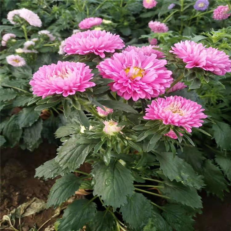 翠菊价格青州翠菊基地翠菊供应现货供应