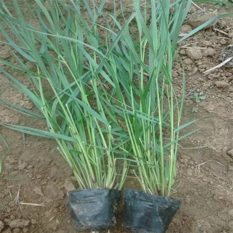 柳枝稷价格柳枝稷供应绿化专用柳枝稷量大从优