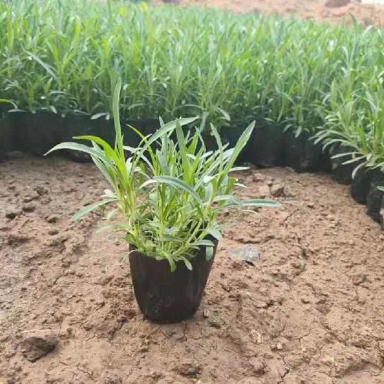 基地直销欧石竹 欧石竹种植基地