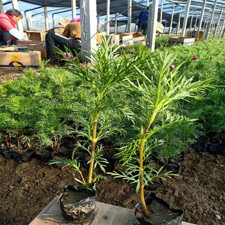 波斯菊价格山东波斯菊供应波斯菊批发采购