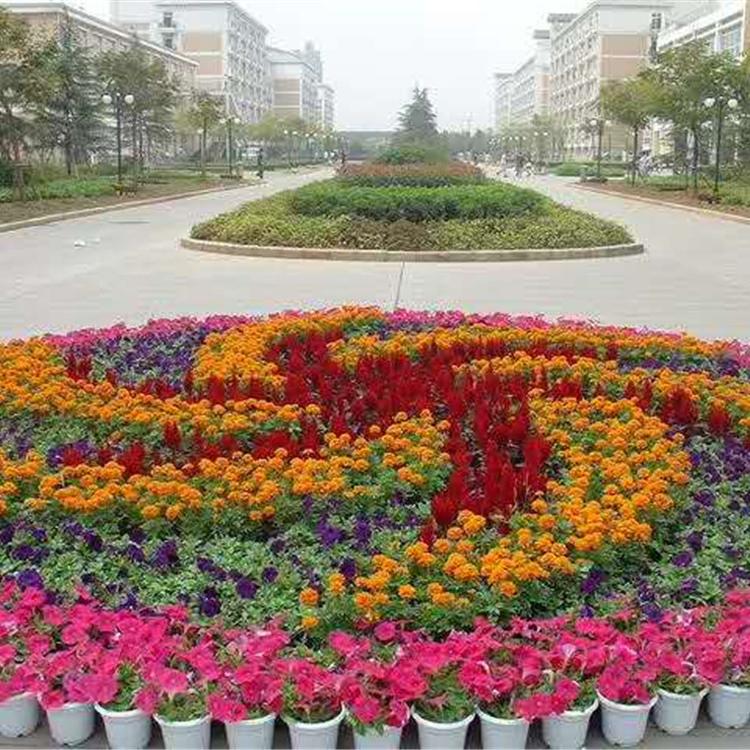孔雀草基地 孔雀草报价 青州孔雀草价格  孔雀草小苗