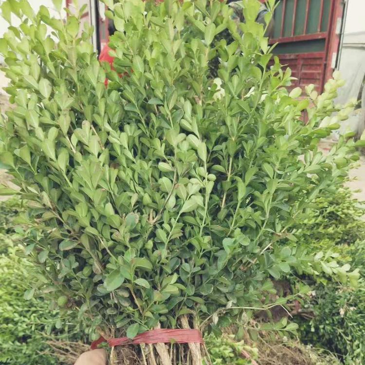 青州小叶黄杨价格 绿化小叶黄杨 琪骏小叶黄杨批发 抗寒苗木小叶黄杨直销基地