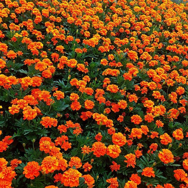 孔雀草  孔雀草苗木  孔雀草花海  馨慧苗木