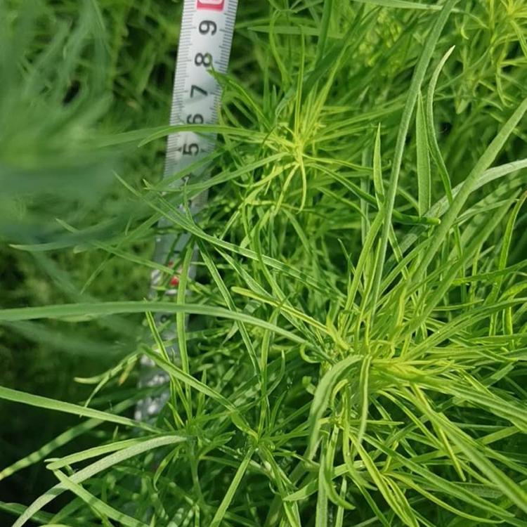 地肤价格 种植地肤 大量供应花卉