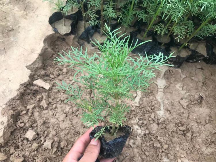 青州波斯菊价格供应