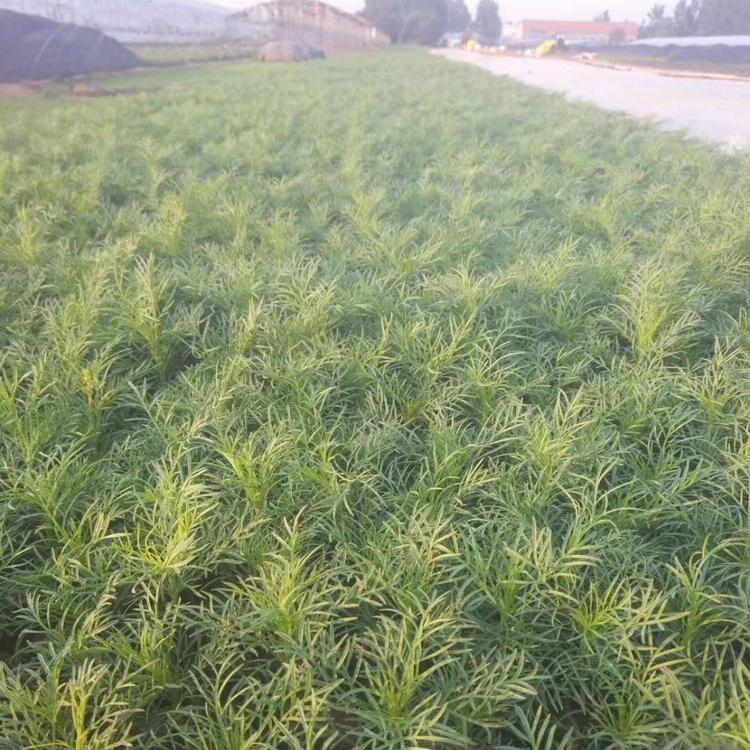 优质波斯菊波斯菊供应波斯菊小苗波斯菊种植基地波斯菊批发波斯菊价格波斯菊报价