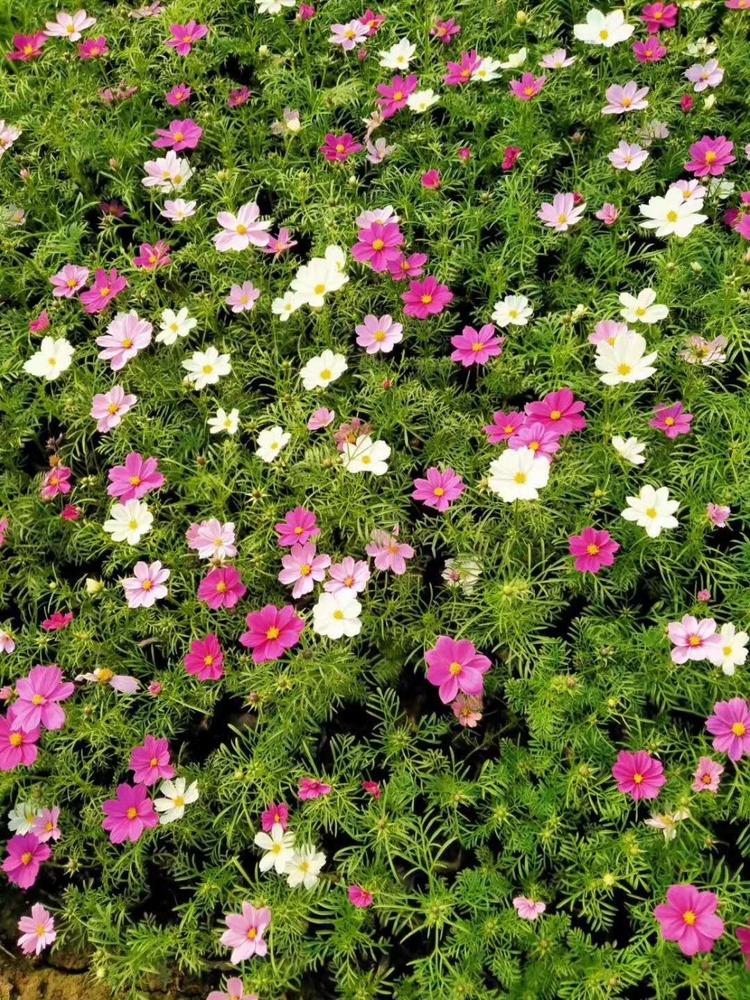 优质波斯菊波斯菊价格波斯菊报价波斯菊种植基地波斯菊批发波斯菊供应波斯菊小苗
