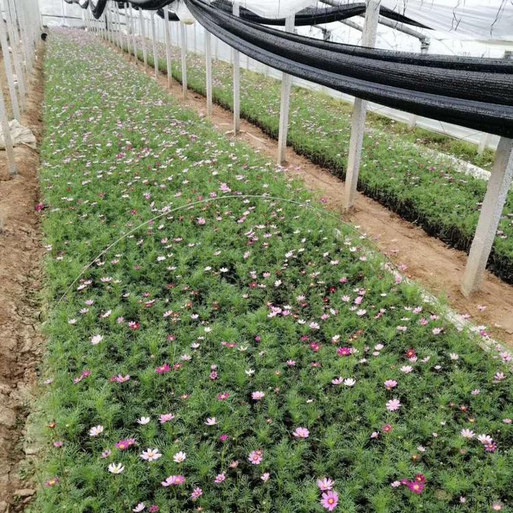 波斯菊种植基地波斯菊批发波斯菊价格波斯菊报价波斯菊供应波斯菊小苗