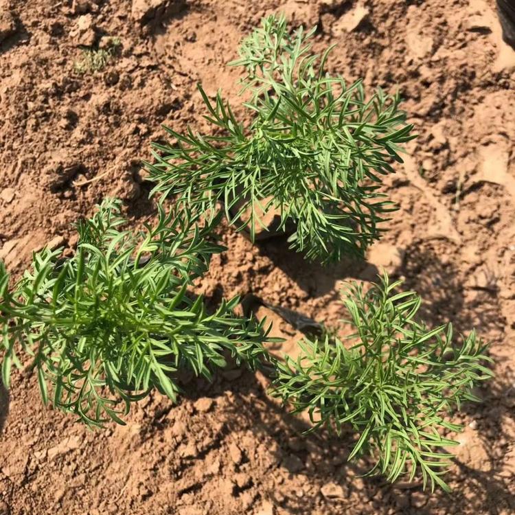大量优质波斯菊批发