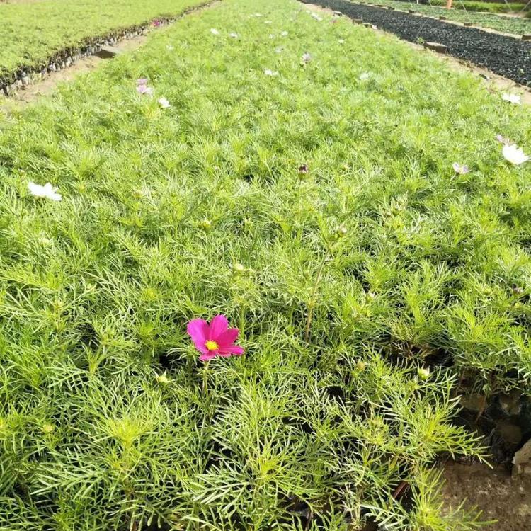 大量优质波斯菊批发潍坊波斯菊小苗价格
