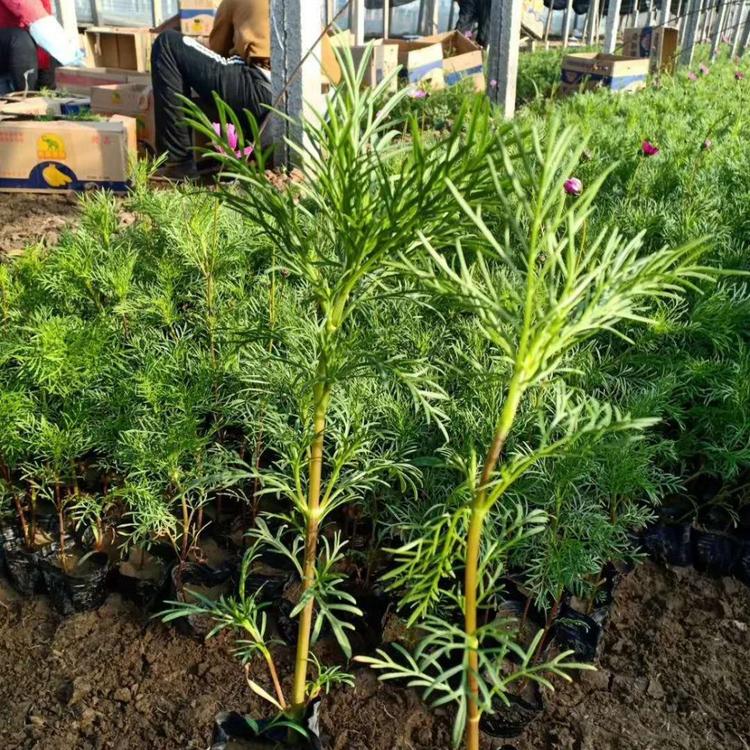 潍坊波斯菊小苗价格