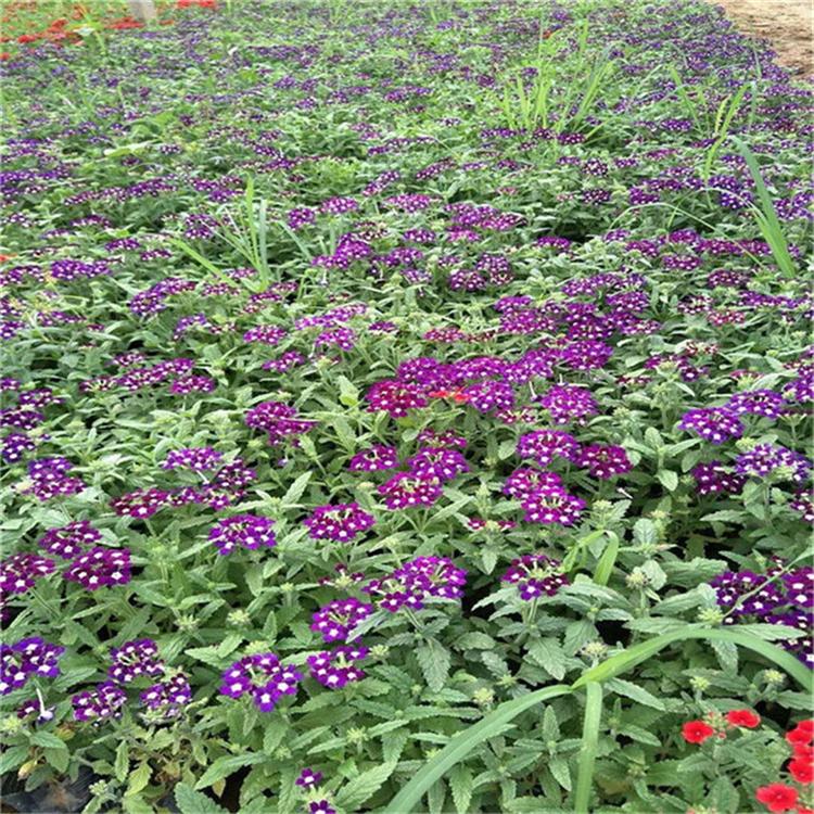 美女樱基地批发 美女樱花坛用花