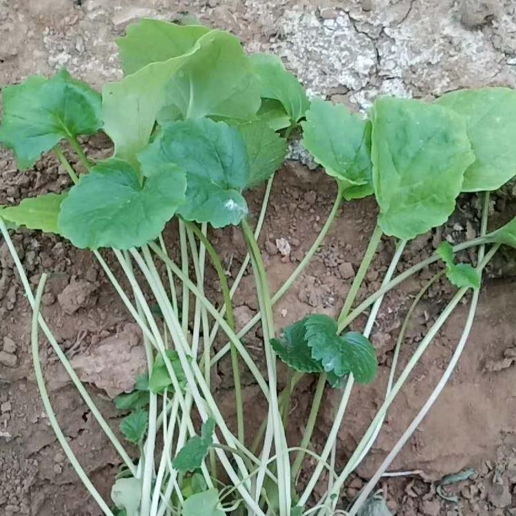 潍坊二月兰种植基地