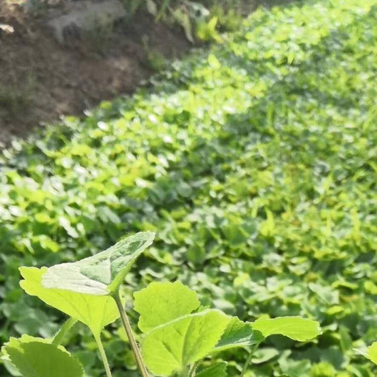 优质二月兰二月兰价格二月兰报价二月兰供应二月兰小苗二月兰种植基地二月兰批发