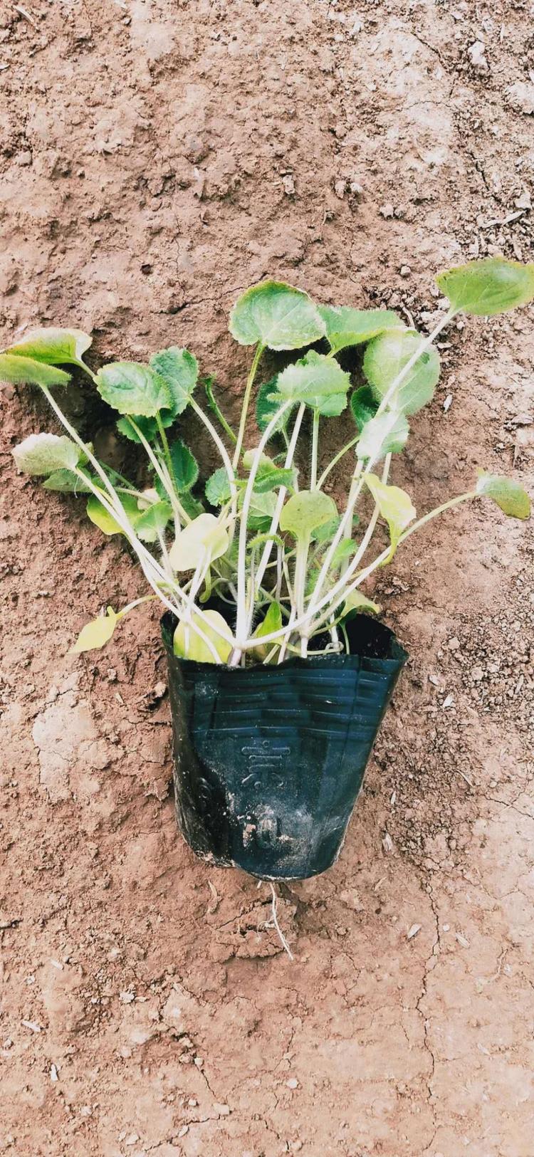 二月兰种植基地二月兰批发二月兰供应二月兰小苗二月兰价格二月兰报价