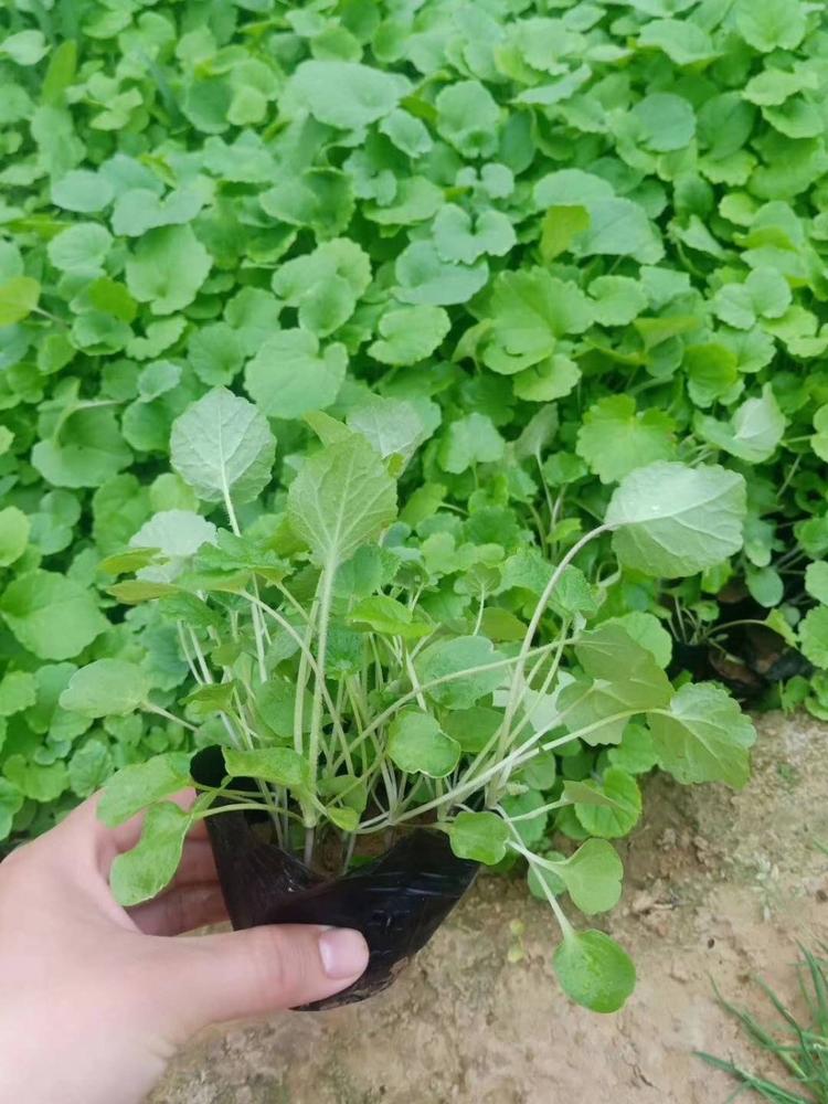 优质二月兰二月兰种植基地二月兰批发二月兰供应二月兰小苗二月兰价格二月兰报价