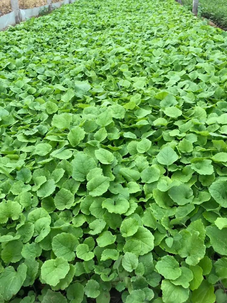 优质二月兰二月兰种植基地二月兰批发二月兰价格二月兰报价二月兰供应二月兰小苗