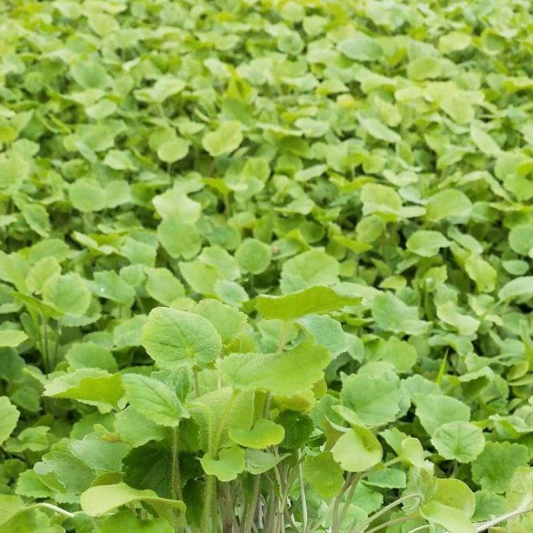 优质二月兰二月兰供应二月兰小苗二月兰种植基地二月兰批发二月兰价格二月兰报价