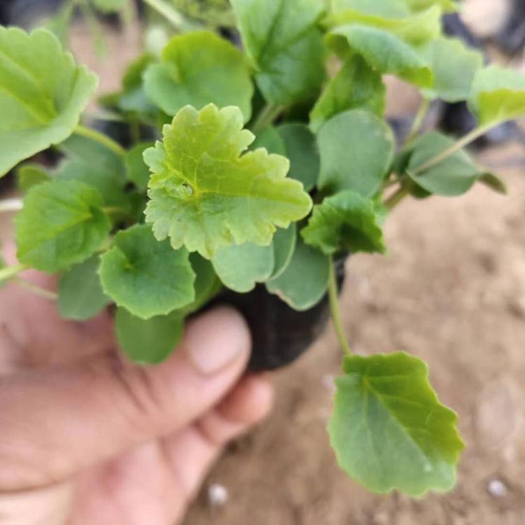 青州二月兰小苗价格