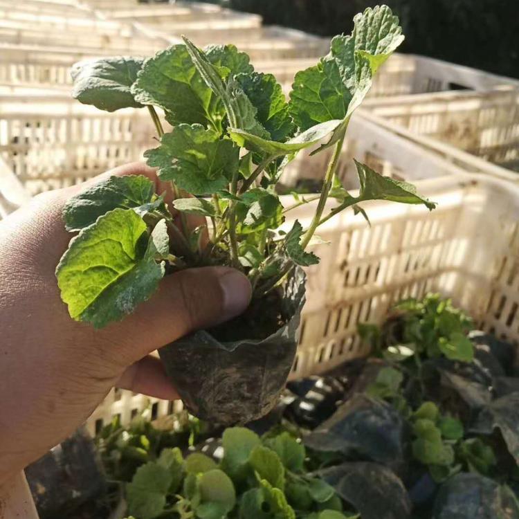 二月兰价格二月兰报价二月兰种植基地二月兰批发二月兰供应二月兰小苗
