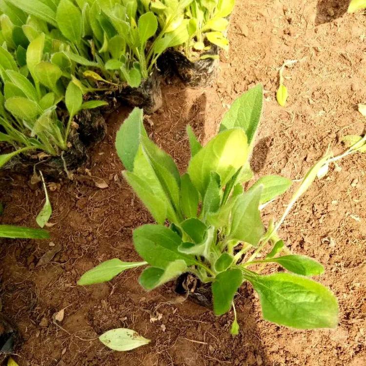 黑心菊价格黑心菊报价黑心菊种植基地黑心菊批发黑心菊供应黑心菊小苗