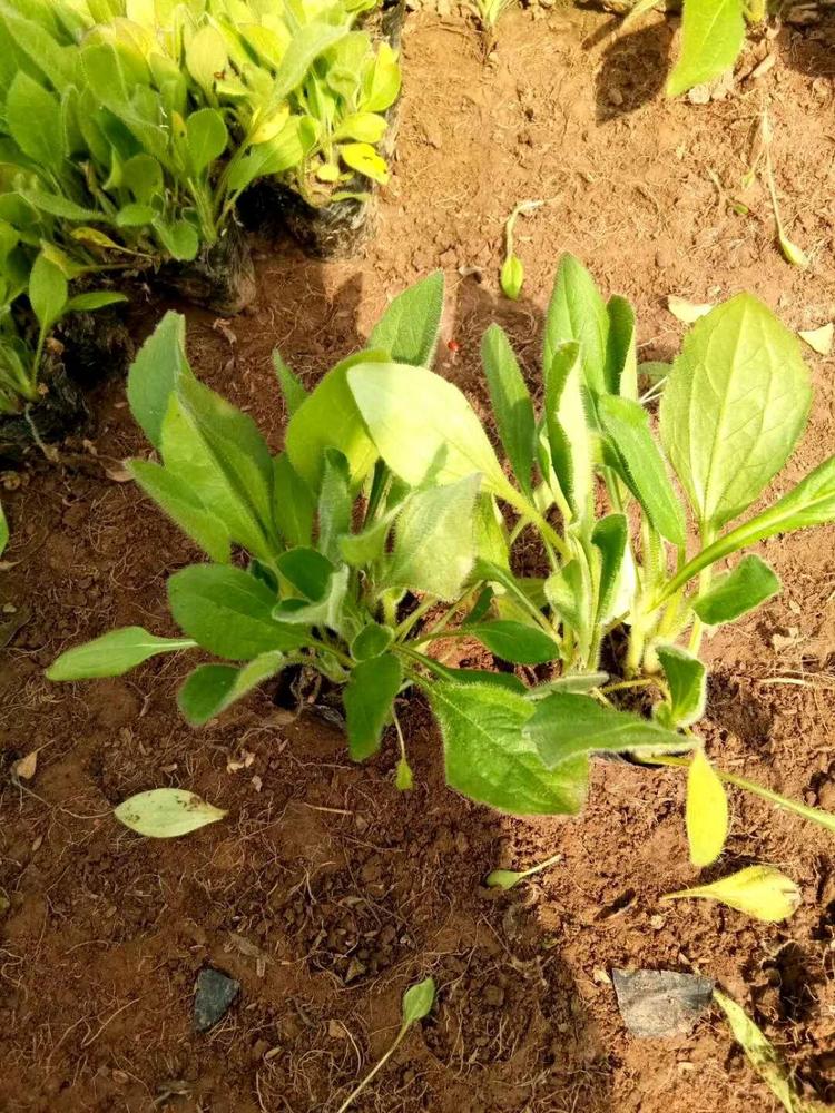大量黑心菊小苗供应