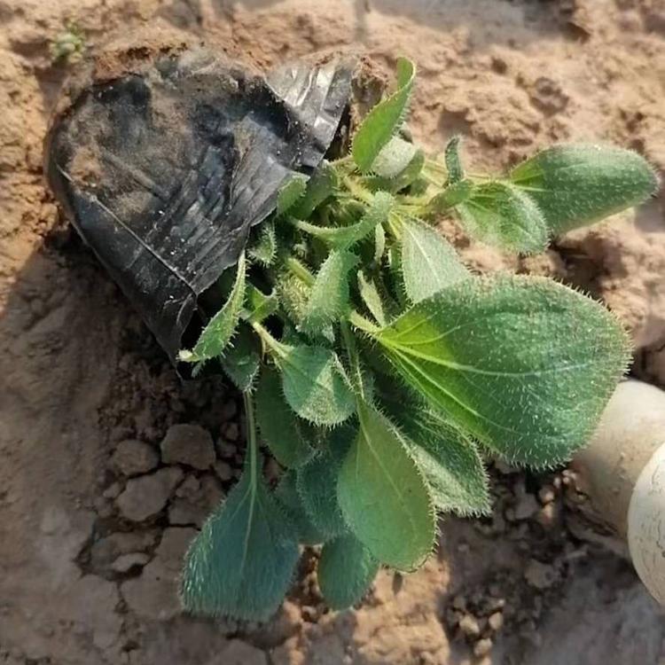 青州黑心菊价格