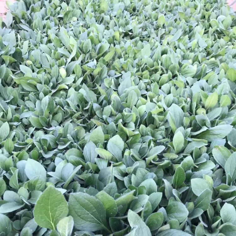 优质黑心菊黑心菊供应黑心菊小苗黑心菊种植基地黑心菊批发黑心菊价格黑心菊报价