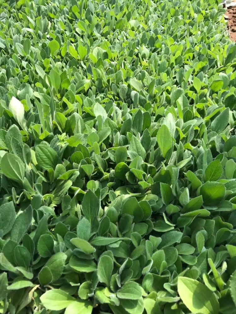 黑心菊供应黑心菊小苗黑心菊价格黑心菊报价黑心菊种植基地黑心菊批发