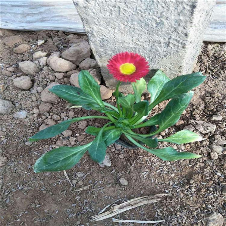 雏菊苗圃直供 雏菊屋顶绿化 承玉花卉