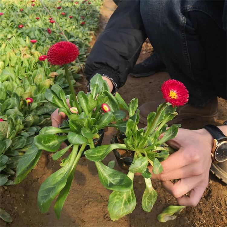 雏菊花卉基地 雏菊绿化花卉