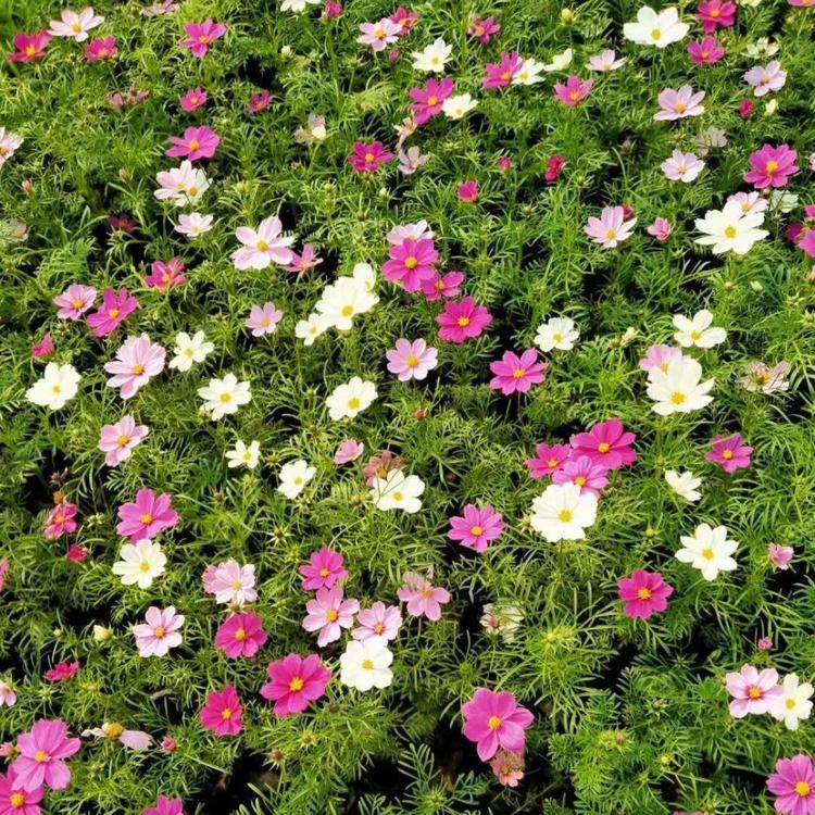 优质波斯菊小苗批发波斯菊供应价格波斯菊基地报价