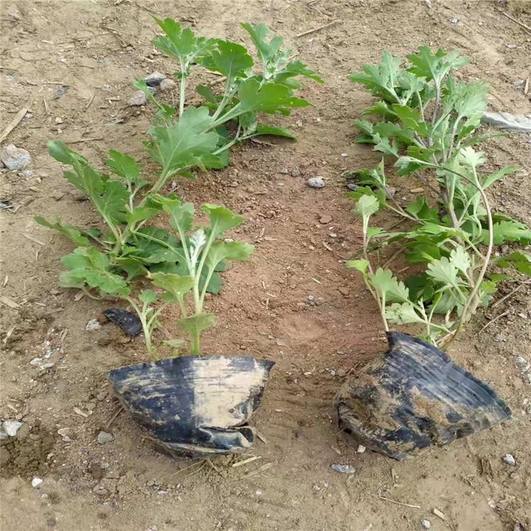 地被菊价格 地被菊小苗批发 山东地被菊供应 地被菊一手货源